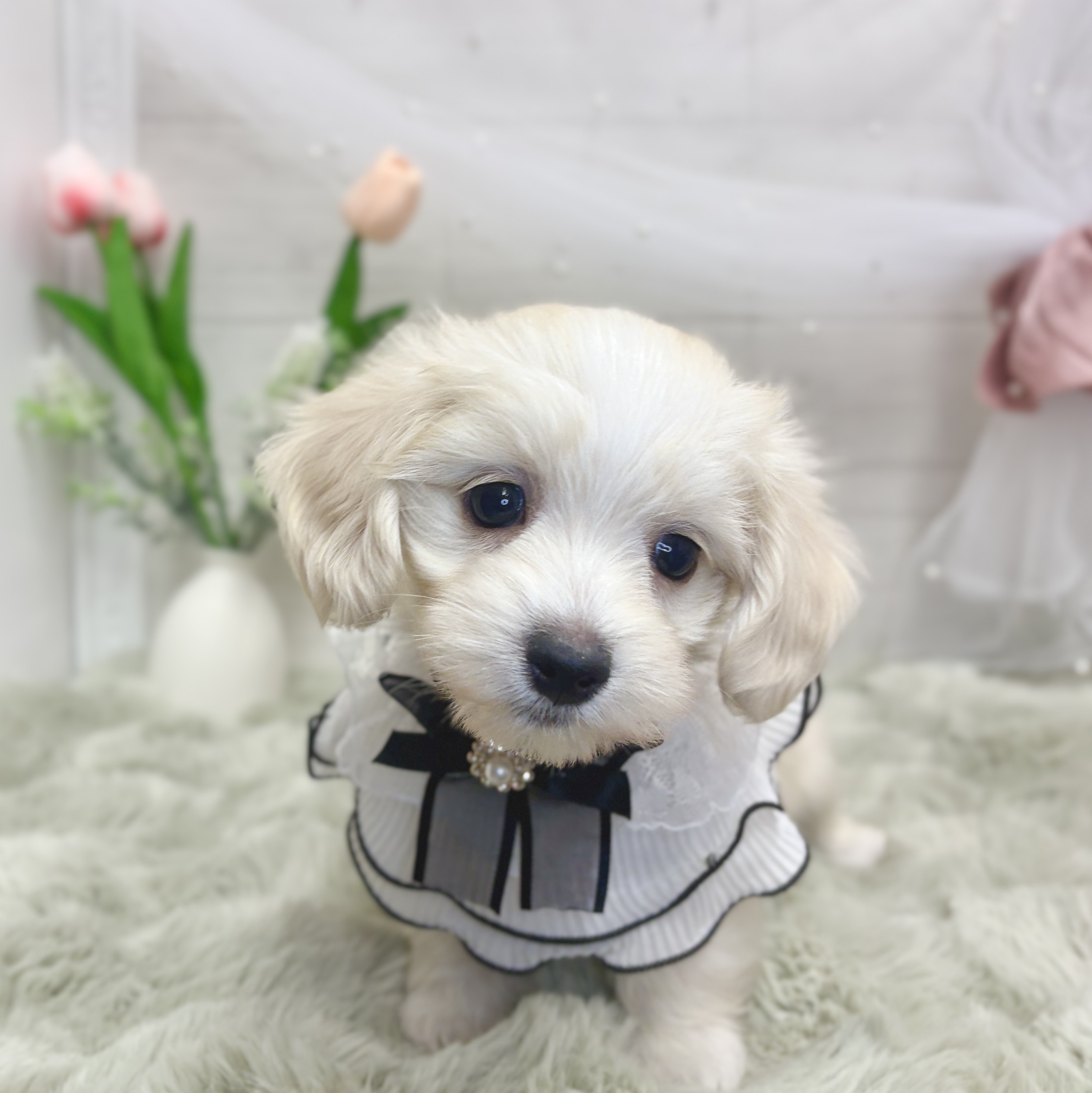 神奈川県のマルックス(マルチーズ×ダックス) (犬の家＆猫の里相模原店/2026年3月17日生まれ/女の子/クリーム)の子犬の1枚目の画像