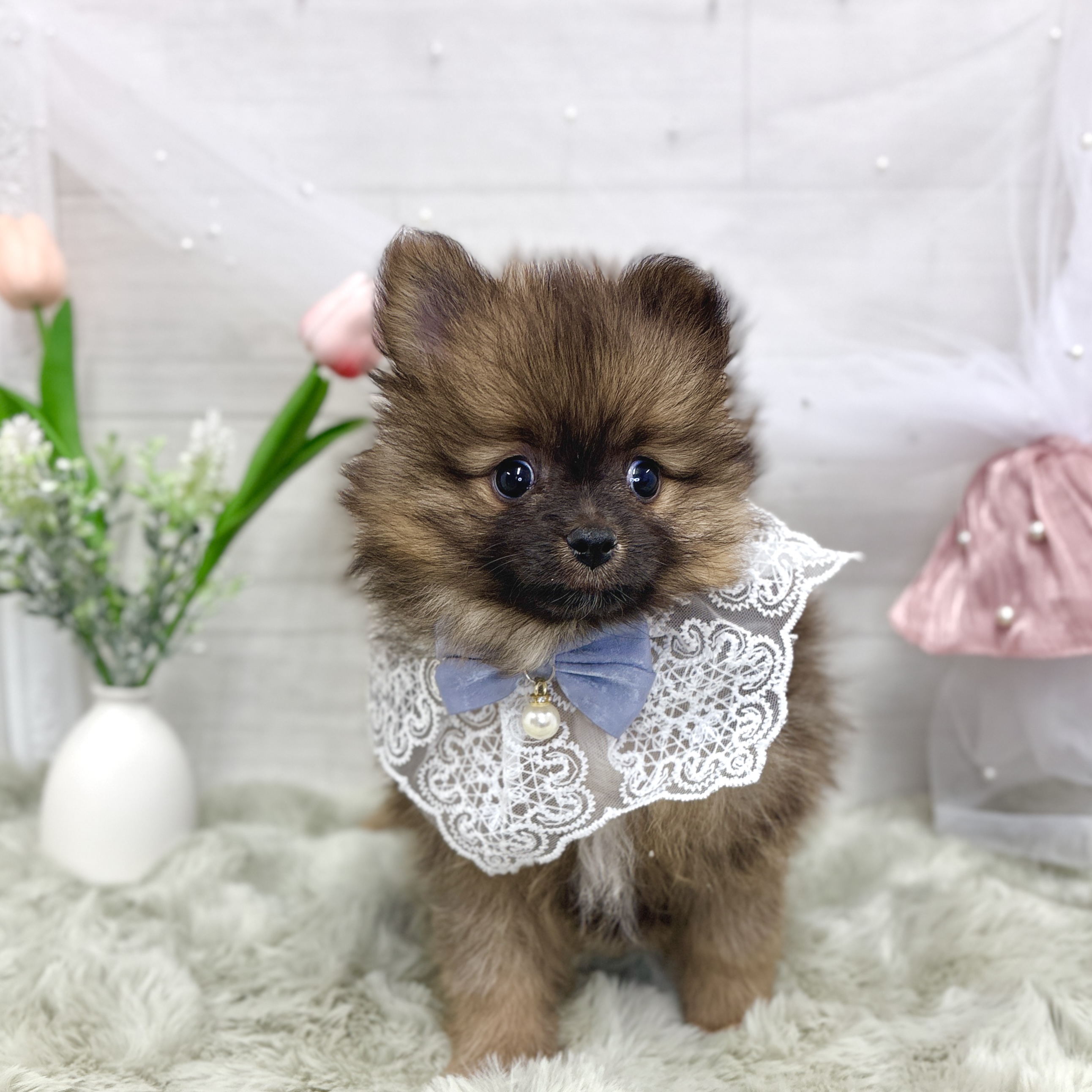 神奈川県のポメラニアン (犬の家＆猫の里相模原店/2026年3月15日生まれ/男の子/オレンジセーブル)の子犬の2枚目の画像