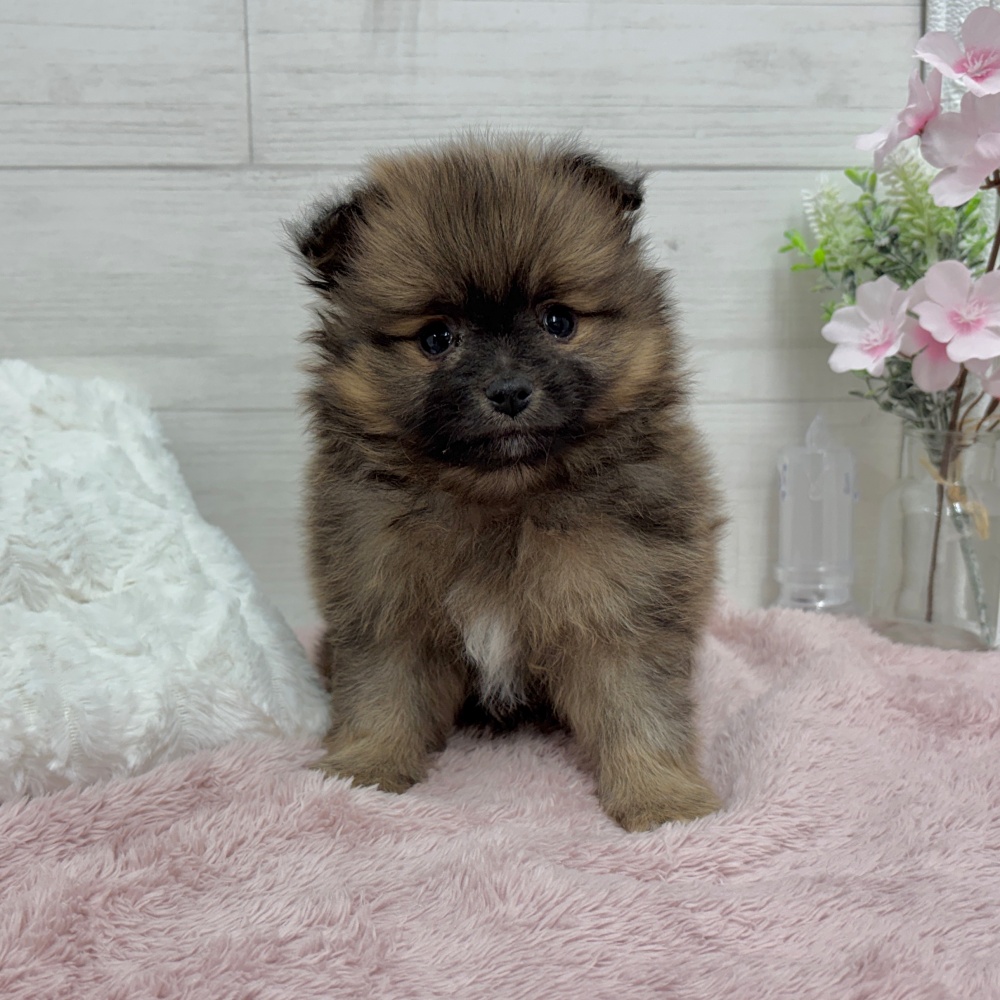 神奈川県のポメラニアン (犬の家＆猫の里相模原店/2026年3月15日生まれ/男の子/セーブルオレンジ)の子犬の2枚目の画像