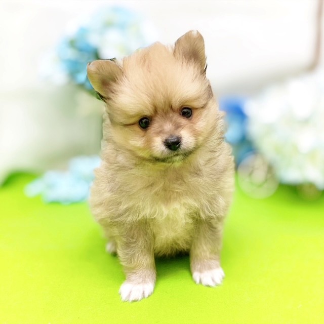 静岡県のポメラニアン (犬の家＆猫の里藤枝店/2026年3月15日生まれ/男の子/オレンジセーブル)の子犬