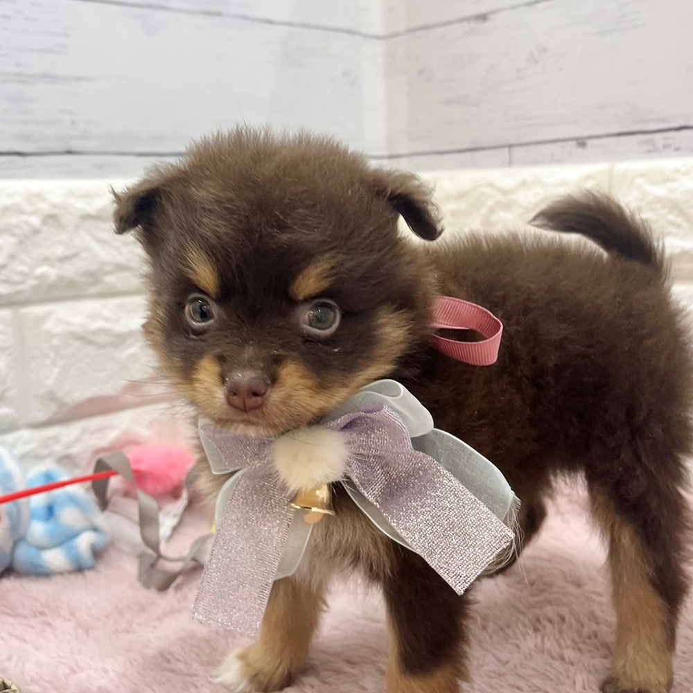 静岡県のポメラニアン (犬の家＆猫の里アミーゴ浜松和田店/2026年3月17日生まれ/女の子/チョコレートタンホワイト)の子犬の2枚目の画像