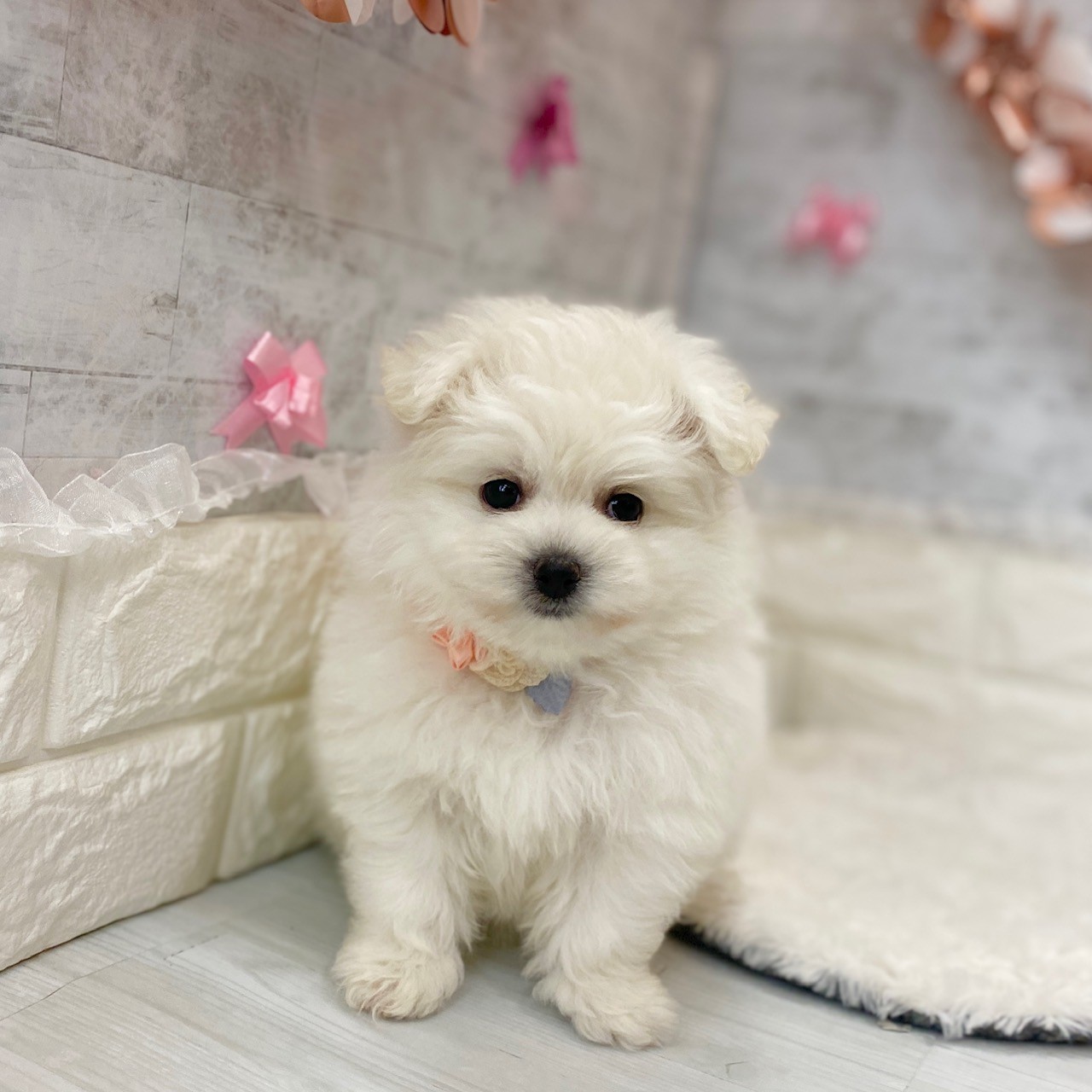 静岡県のポメビション(ポメラニアン×ビションフリーゼ) (犬の家＆猫の里プレ葉ウォーク浜北店/2026年3月11日生まれ/女の子/ホワイト)の子犬の2枚目の画像