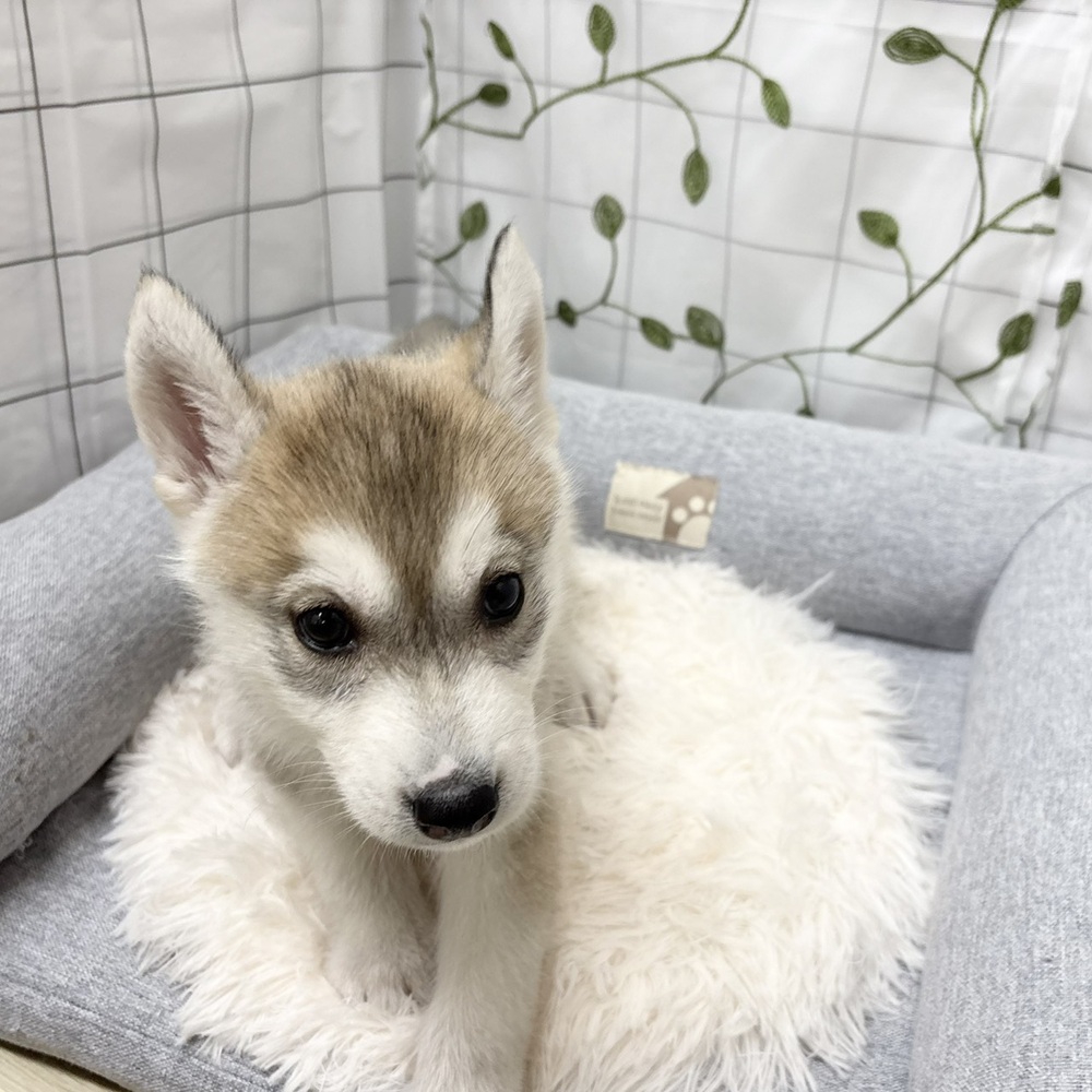 長野県のシベリアンハスキー (犬の家＆猫の里塩尻店/2026年3月10日生まれ/女の子/シルバーホワイト)の子犬の2枚目の画像