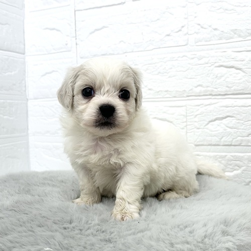 愛知県のハーフ犬・ミックス犬 (犬の家＆猫の里豊川インター店/2026年3月17日生まれ/男の子/ホワイト)の子犬の1枚目の画像