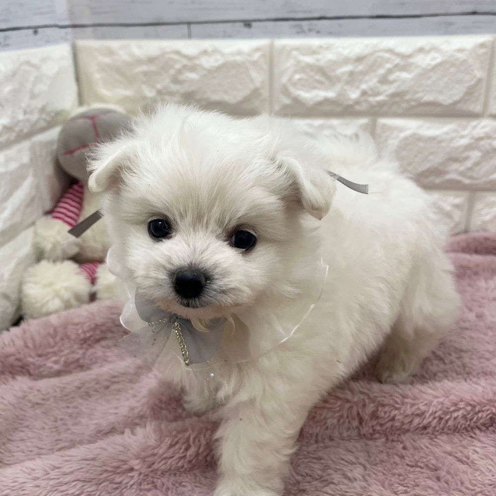 静岡県のポメビション(ポメラニアン×ビションフリーゼ) (犬の家＆猫の里アミーゴ浜松和田店/2026年3月11日生まれ/男の子/ホワイト)の子犬の2枚目の画像