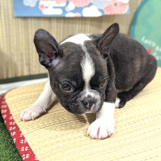 神奈川県のボストンテリア (犬の家＆猫の里小田原店/2026年3月16日生まれ/男の子/ボストンカラー)の子犬の2枚目の画像