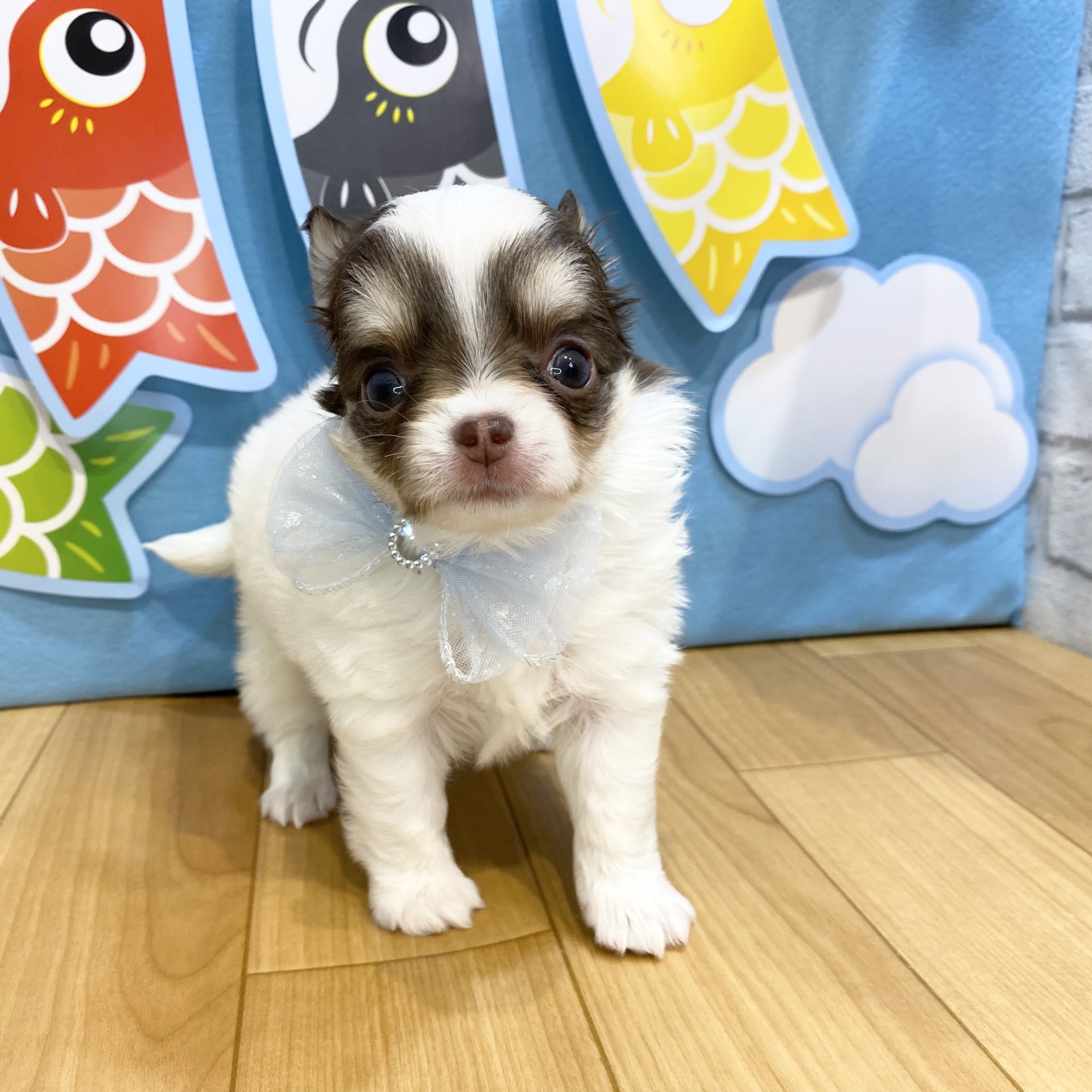 長野県のチワワ(ロング) (犬の家＆猫の里カインズ梓川店/2026年3月17日生まれ/男の子/ホワイトチョコレートタン)の子犬の2枚目の画像