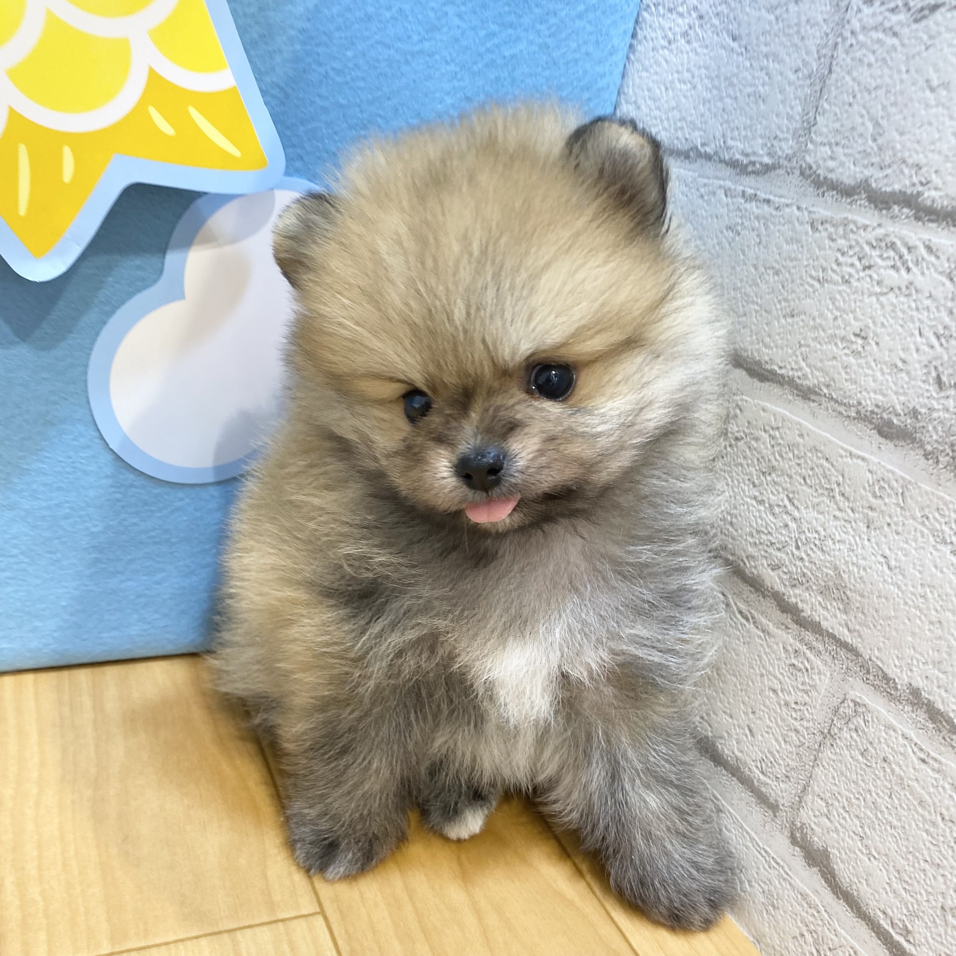 長野県のポメラニアン (犬の家＆猫の里カインズ梓川店/2026年3月17日生まれ/女の子/オレンジ)の子犬の2枚目の画像