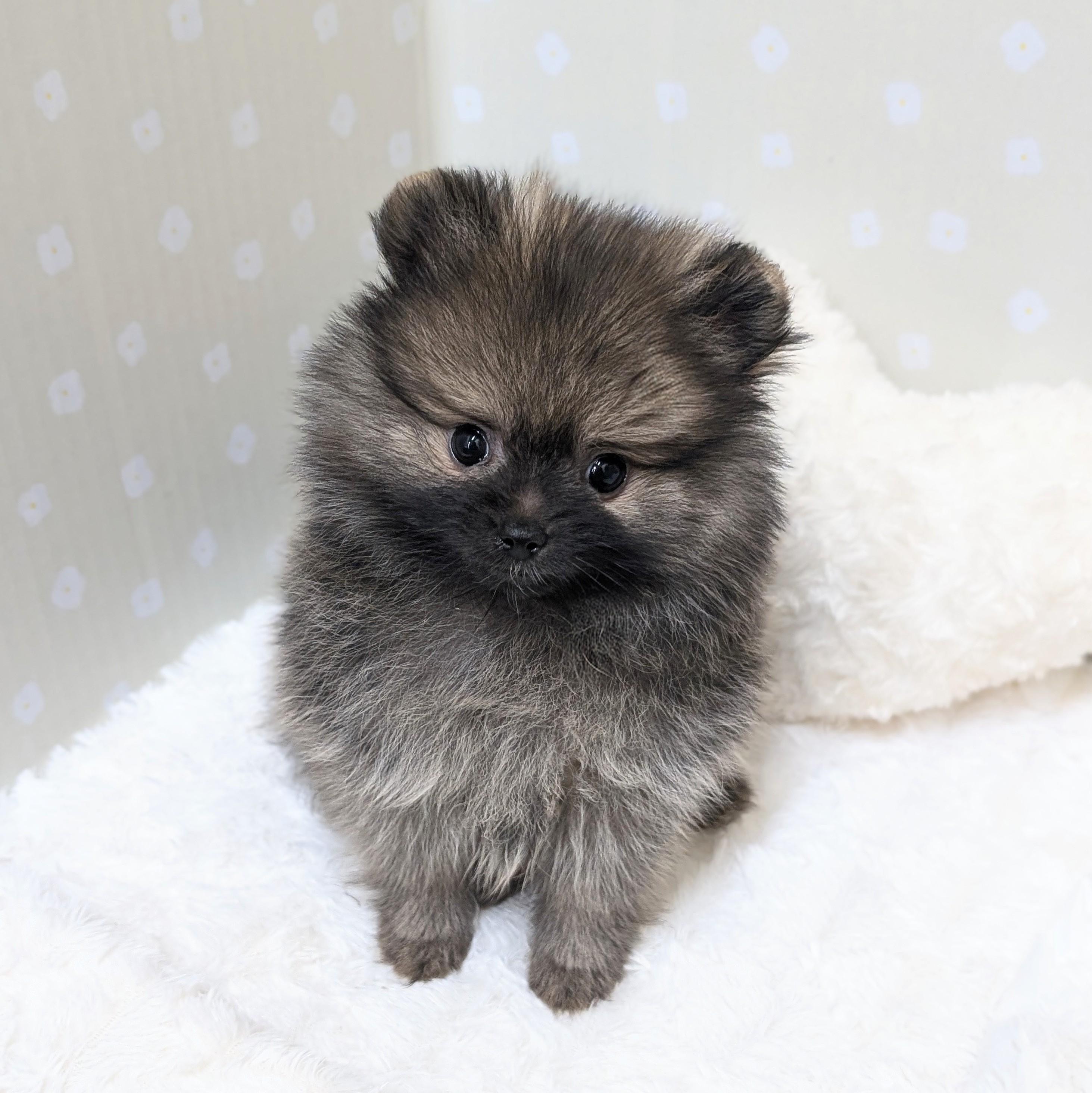 愛知県のポメラニアン (犬の家＆猫の里安城店/2026年3月15日生まれ/男の子/オレンジセーブル)の子犬の1枚目の画像