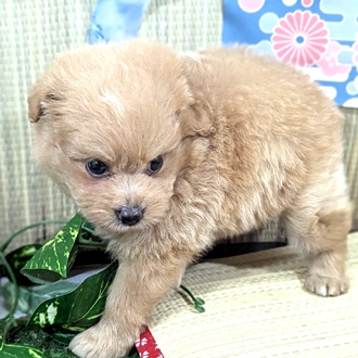 神奈川県のポメプー(ポメラニアン×プードル) (犬の家＆猫の里小田原店/2026年3月16日生まれ/女の子/アプリコット)の子犬の2枚目の画像