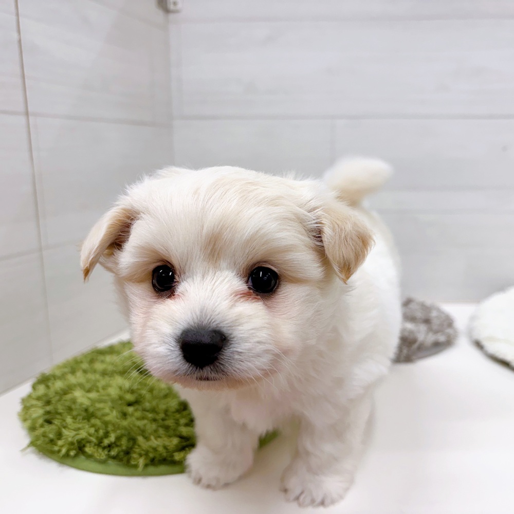 石川県のポメビション(ポメラニアン×ビションフリーゼ) (犬の家＆猫の里アミーゴ金沢おこばた店/2026年3月15日生まれ/男の子/ホワイト)の子犬の2枚目の画像