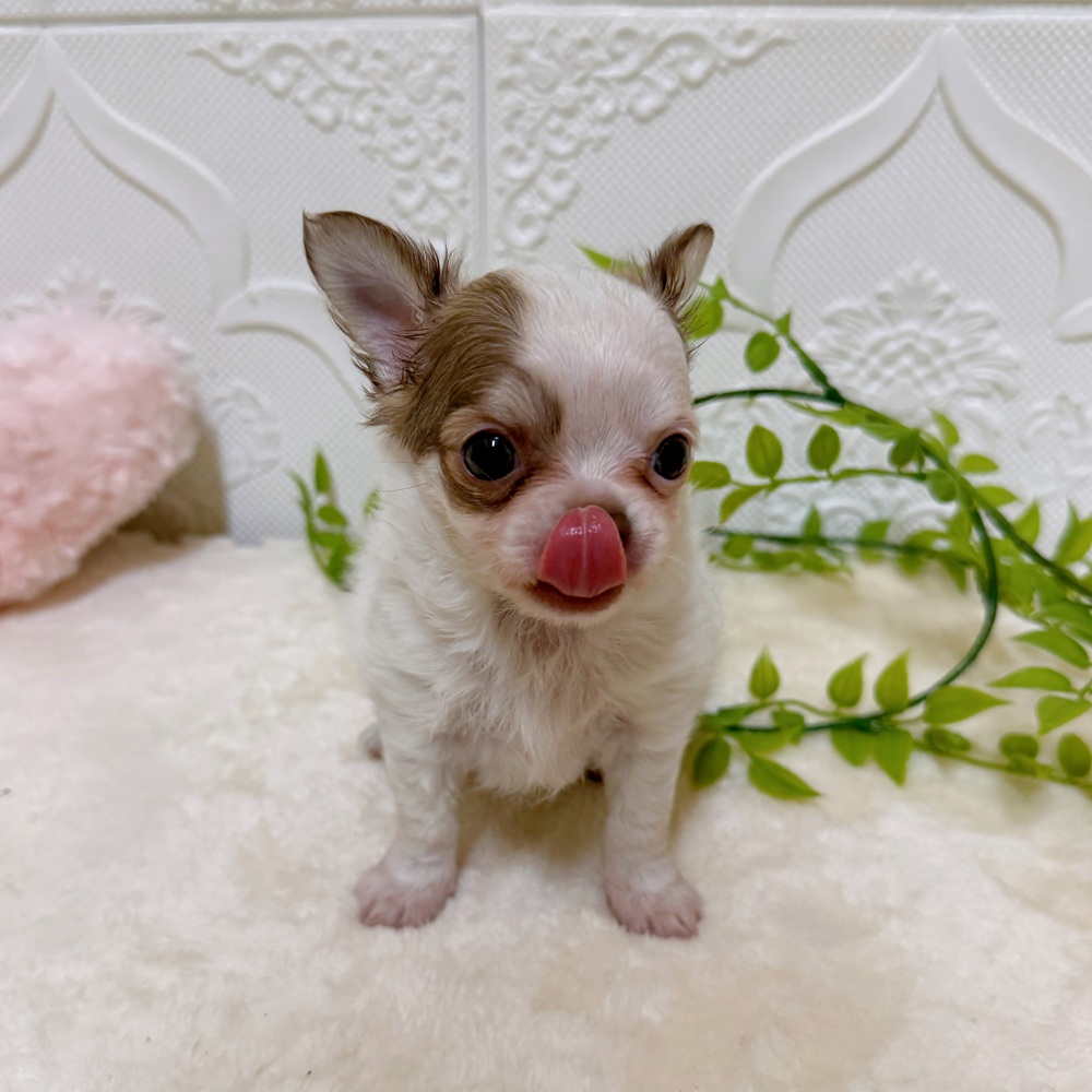 愛知県のチワワ(ロング) (犬の家＆猫の里岡崎店/2026年3月17日生まれ/男の子/チョコレートホワイト)の子犬の2枚目の画像
