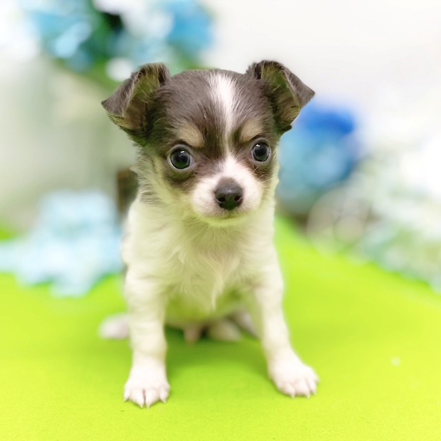 静岡県のチワワの子犬を価格や特徴で探す|ペットショップ探すなら