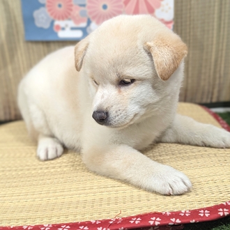 神奈川県の柴犬(標準サイズ) (犬の家＆猫の里小田原店/2026年3月15日生まれ/女の子/白)の子犬の2枚目の画像