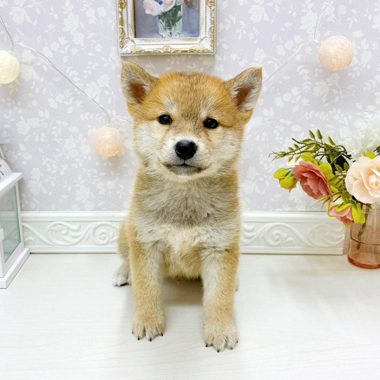 富山県の柴犬(標準サイズ) (犬の家＆猫の里アミーゴ山室店/2026年3月15日生まれ/男の子/赤)の子犬の1枚目の画像