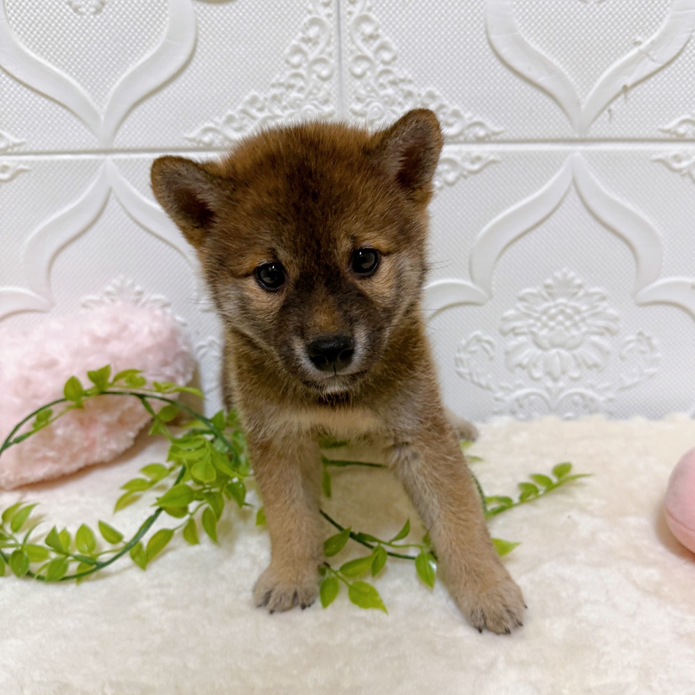 愛知県の柴犬(標準サイズ) (犬の家＆猫の里岡崎店/2026年3月15日生まれ/男の子/赤)の子犬の2枚目の画像