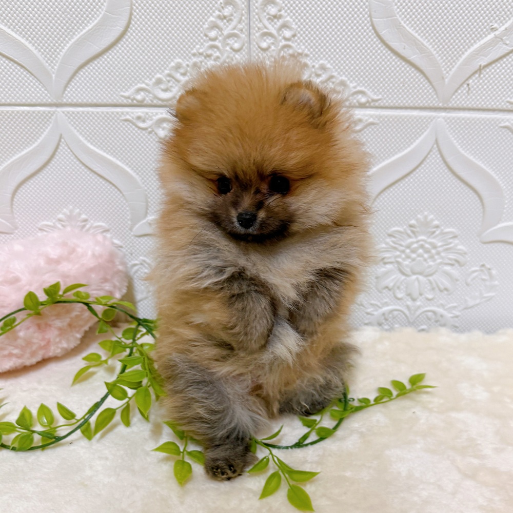 愛知県のポメラニアン (犬の家＆猫の里岡崎店/2026年3月16日生まれ/男の子/オレンジ)の子犬の2枚目の画像