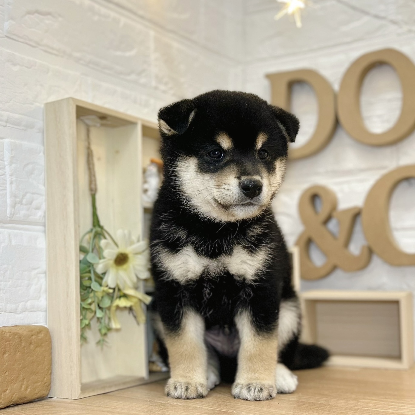 千葉県の柴犬(標準サイズ) (犬の家＆猫の里ワンズモール稲毛店/2026年3月17日生まれ/男の子/黒)の子犬の2枚目の画像