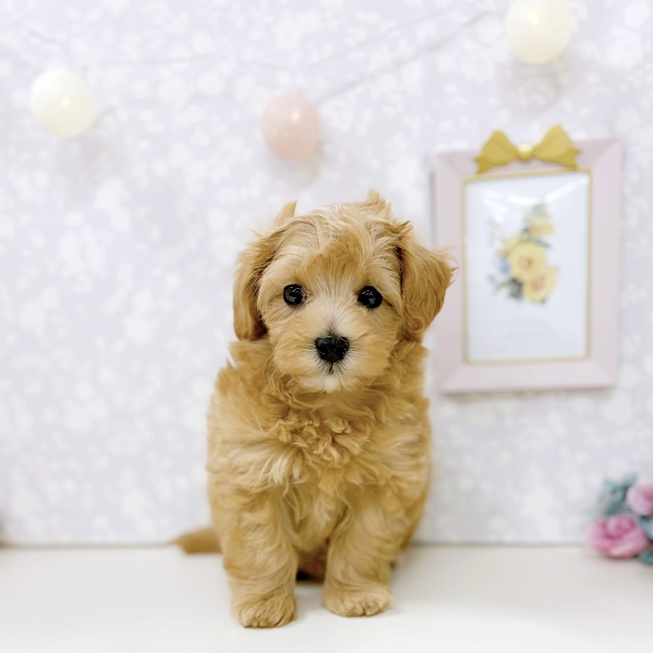 富山県のマルプー(マルチーズ×プードル) (犬の家＆猫の里アミーゴ高岡蓮花寺店/2026年3月16日生まれ/男の子/アプリコット)の子犬の1枚目の画像