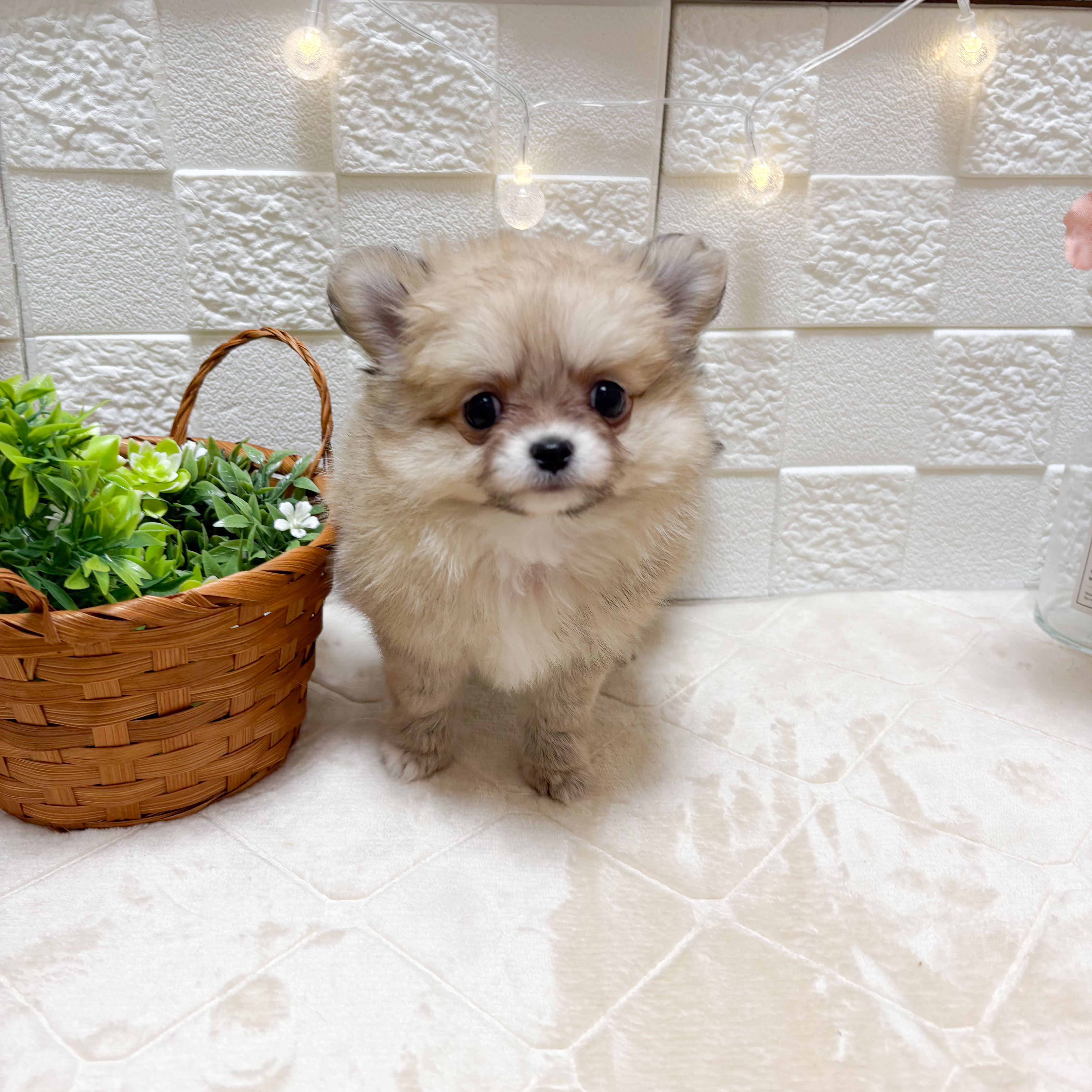 東京都のポメチワ/チワポメ/ポメチー(ポメラニアン×チワワ) (犬の家＆猫の里ペットフォレスト小平店/2026年3月16日生まれ/女の子/クリーム)の子犬の2枚目の画像