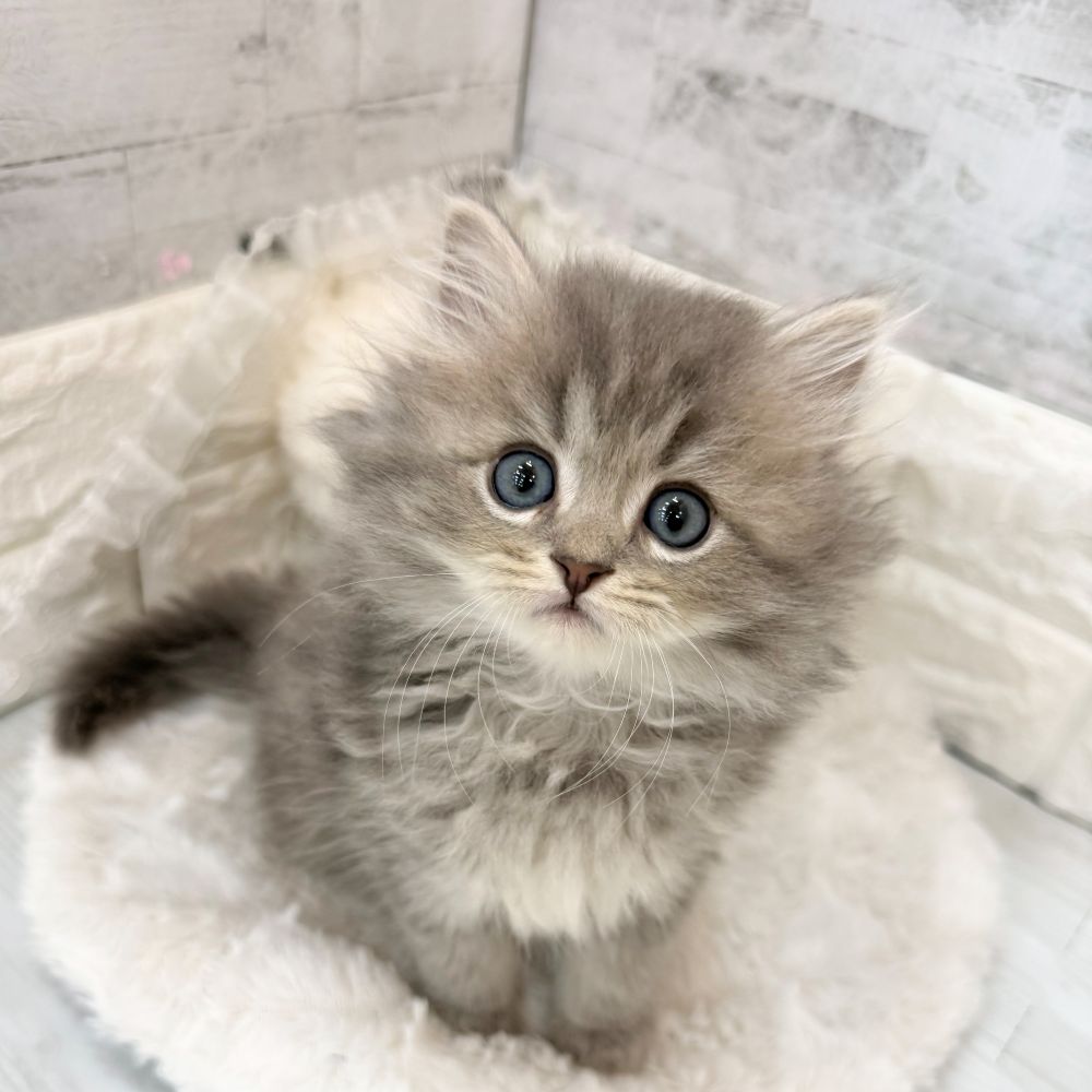 静岡県のミヌエット (犬の家＆猫の里プレ葉ウォーク浜北店/2026年3月17日生まれ/男の子/ブルーチンチラゴールデン)の子猫