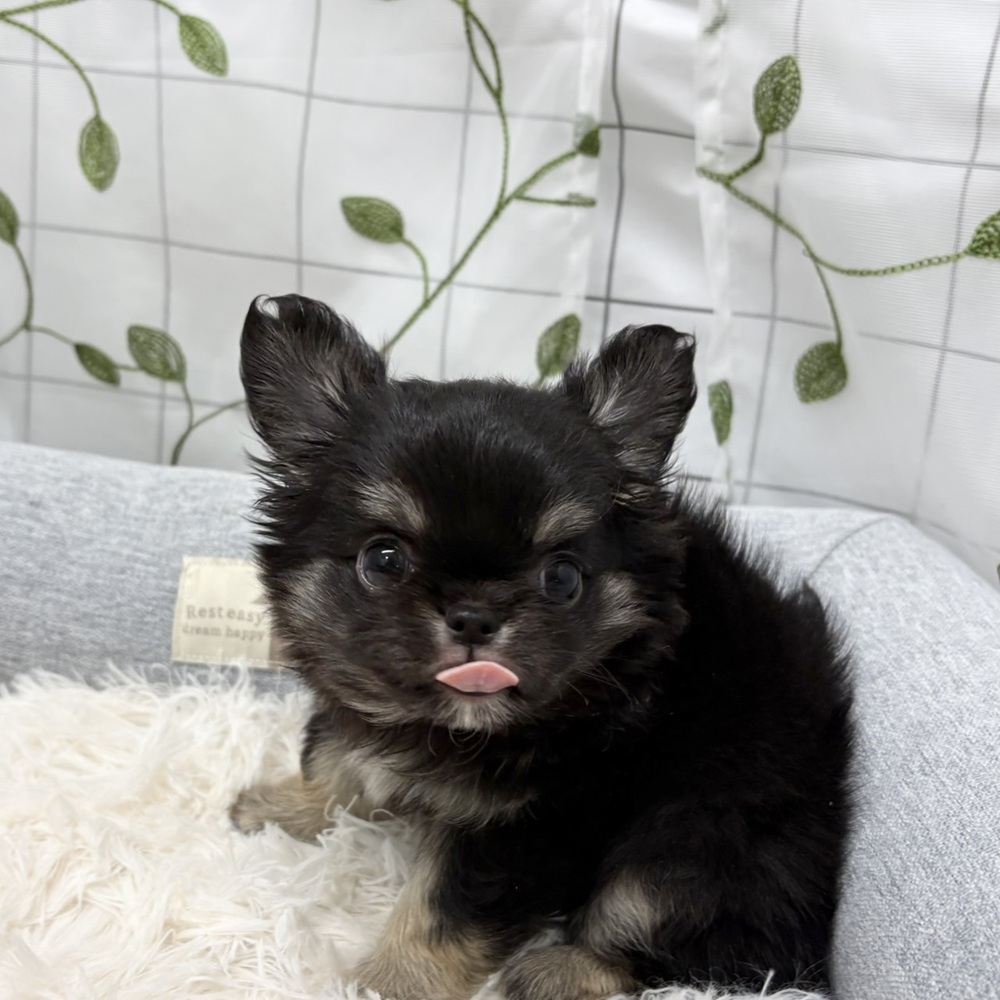 長野県のチワワ(ロング) (犬の家＆猫の里塩尻店/2026年3月13日生まれ/男の子/ブラックタンホワイト)の子犬の2枚目の画像
