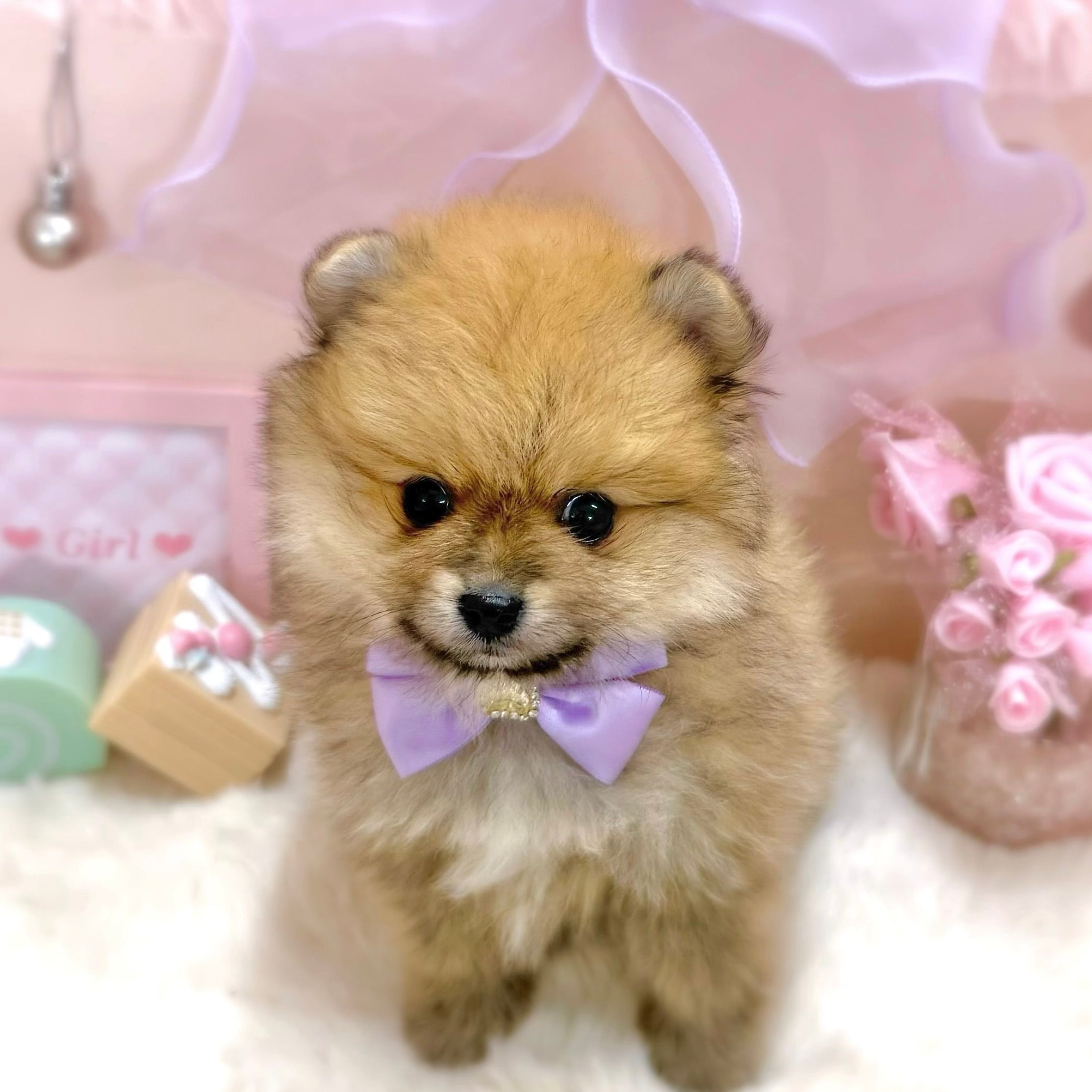 福井県のポメラニアン (犬の家＆猫の里アミーゴ福井大和田店/2026年3月17日生まれ/女の子/オレンジセーブル)の子犬