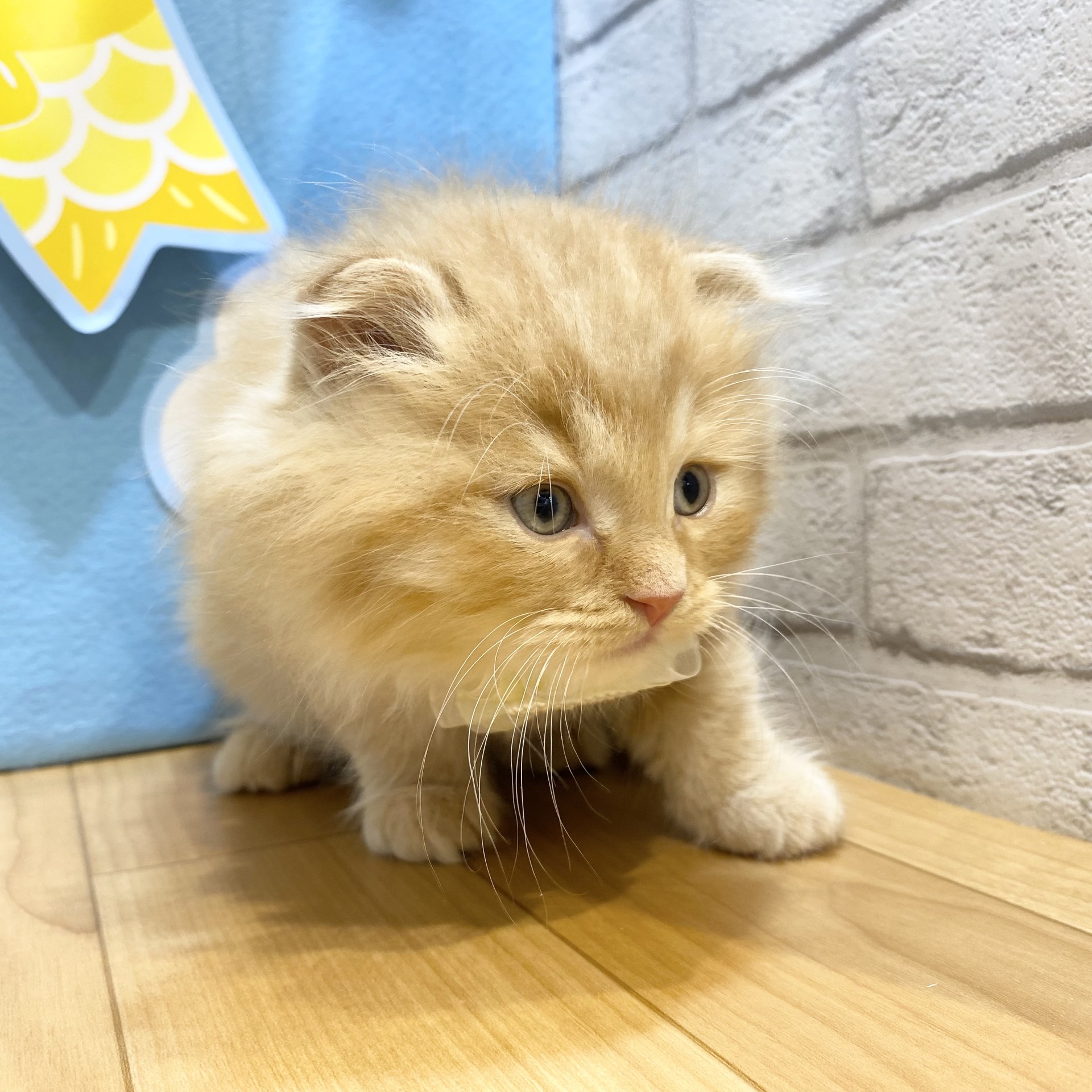 長野県のスコティッシュフォールド (犬の家＆猫の里カインズ梓川店/2026年3月17日生まれ/男の子/レッドタビー)の子猫の2枚目の画像