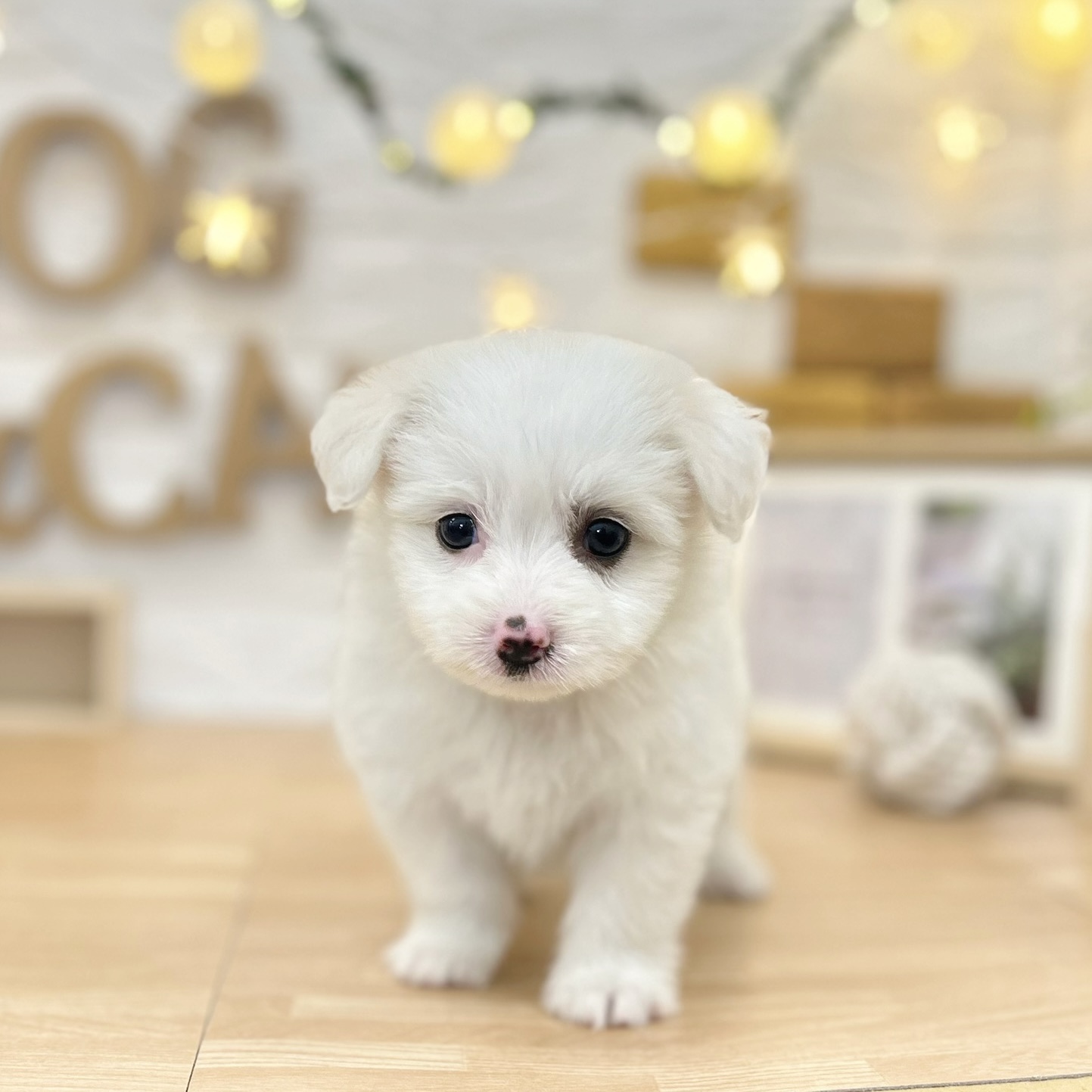 千葉県のポメマル/マルポメ(ポメラニアン×マルチーズ) (犬の家＆猫の里ワンズモール稲毛店/2026年3月13日生まれ/女の子/ホワイト)の子犬の2枚目の画像