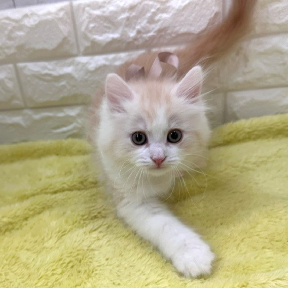 静岡県のラガマフィン (犬の家＆猫の里アミーゴ浜松和田店/2026年3月17日生まれ/男の子/クリームタビーホワイト)の子猫の2枚目の画像