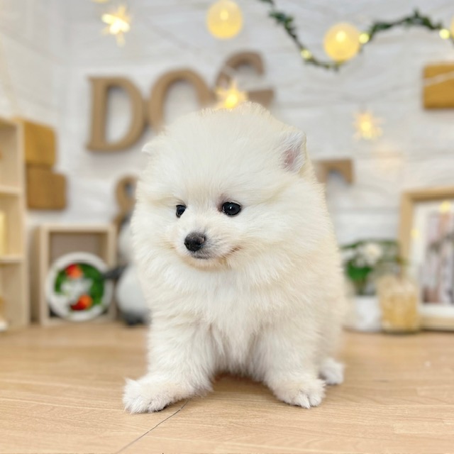 千葉県のポメラニアン (犬の家＆猫の里ワンズモール稲毛店/2026年3月17日生まれ/女の子/クリーム)の子犬の2枚目の画像