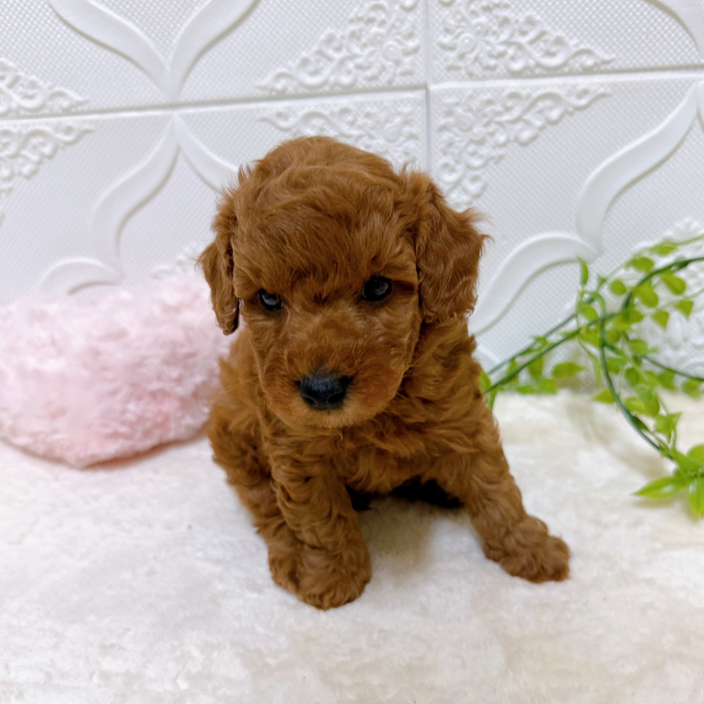 愛知県のトイプードル(トイ) (犬の家＆猫の里岡崎店/2026年3月15日生まれ/男の子/レッド)の子犬の2枚目の画像