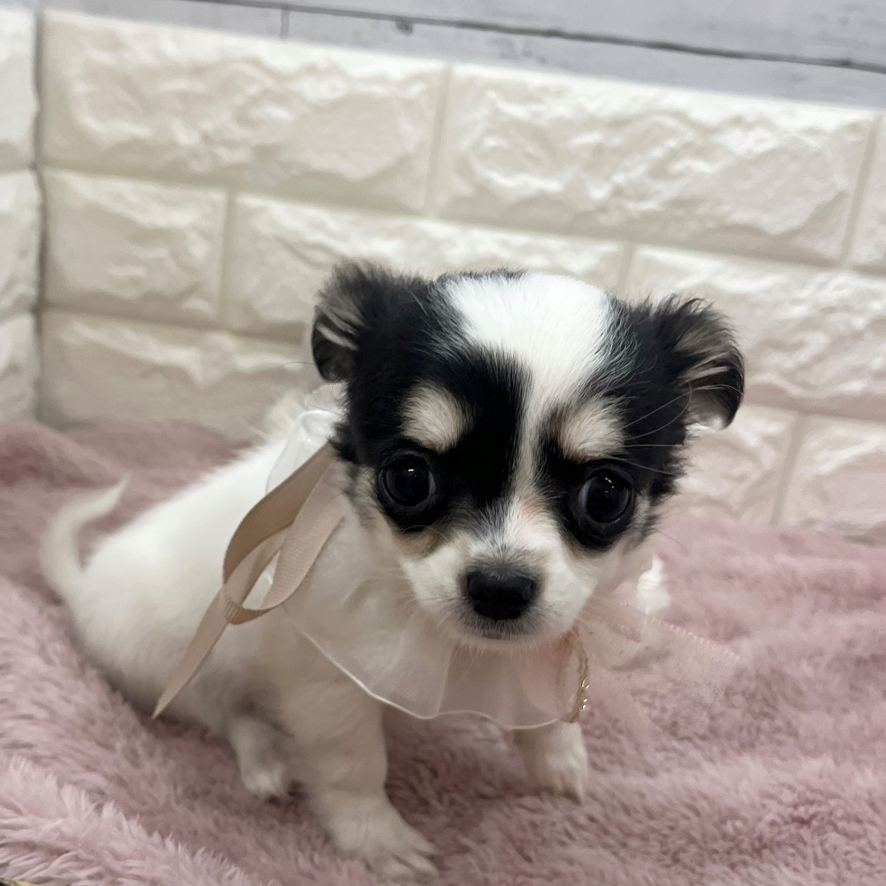 静岡県のチワワ(ロング) (犬の家＆猫の里アミーゴ浜松和田店/2026年3月17日生まれ/女の子/ブラックホワイト)の子犬の2枚目の画像