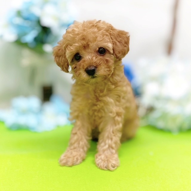 静岡県のトイプードル(トイ) (犬の家＆猫の里藤枝店/2026年3月16日生まれ/女の子/アプリコット)の子犬の1枚目の画像