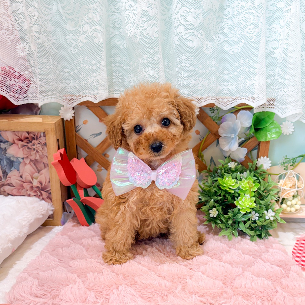 静岡県のトイプードル(トイ) (犬の家＆猫の里富士店/2026年3月16日生まれ/女の子/アプリコット)の子犬の1枚目の画像