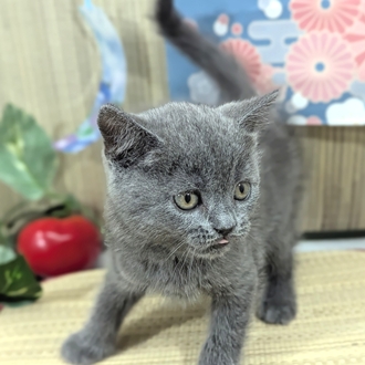 神奈川県のブリティッシュショートヘアー (犬の家＆猫の里小田原店/2026年3月16日生まれ/男の子/ブルー)の子猫の2枚目の画像