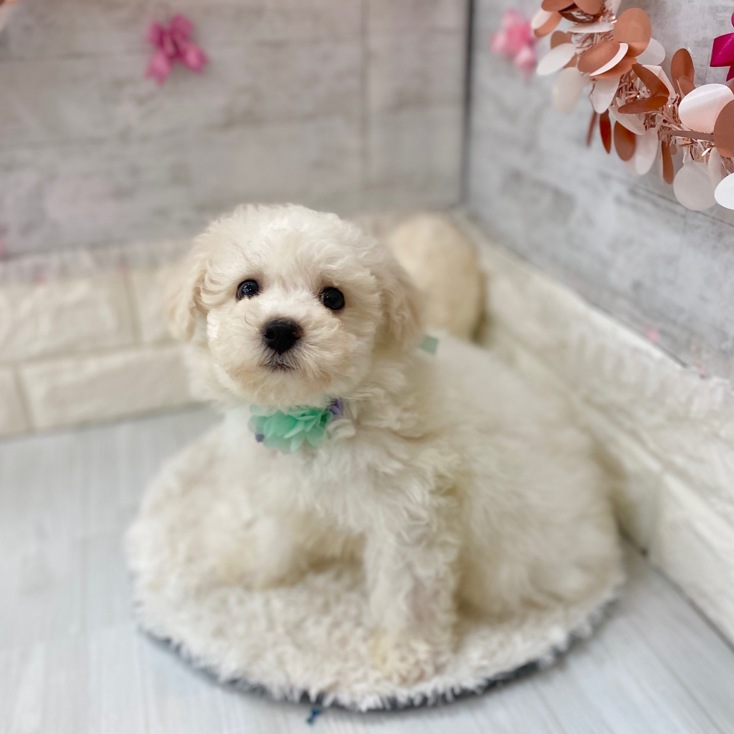 静岡県のビションフリーゼ (犬の家＆猫の里プレ葉ウォーク浜北店/2026年3月15日生まれ/男の子/ホワイト)の子犬の2枚目の画像