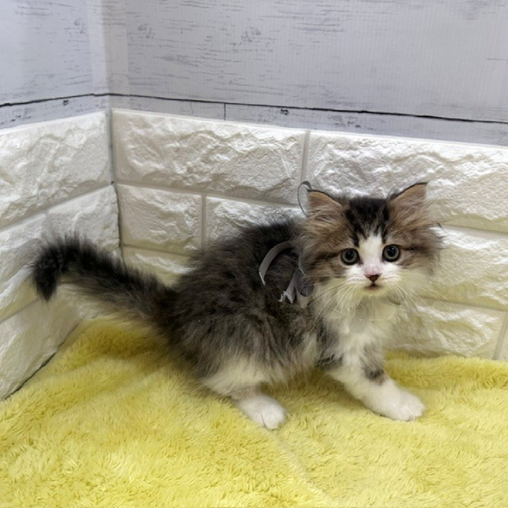 静岡県のマンチカン (犬の家＆猫の里アミーゴ浜松和田店/2026年3月16日生まれ/女の子/ブラウンタビーホワイト)の子猫の2枚目の画像