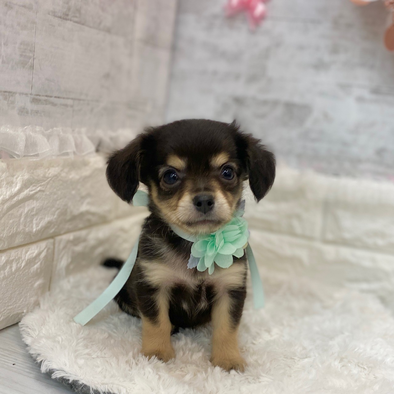 静岡県のチワックス(チワワ×ダックス) (犬の家＆猫の里プレ葉ウォーク浜北店/2026年3月16日生まれ/男の子/ブラックタン)の子犬の2枚目の画像