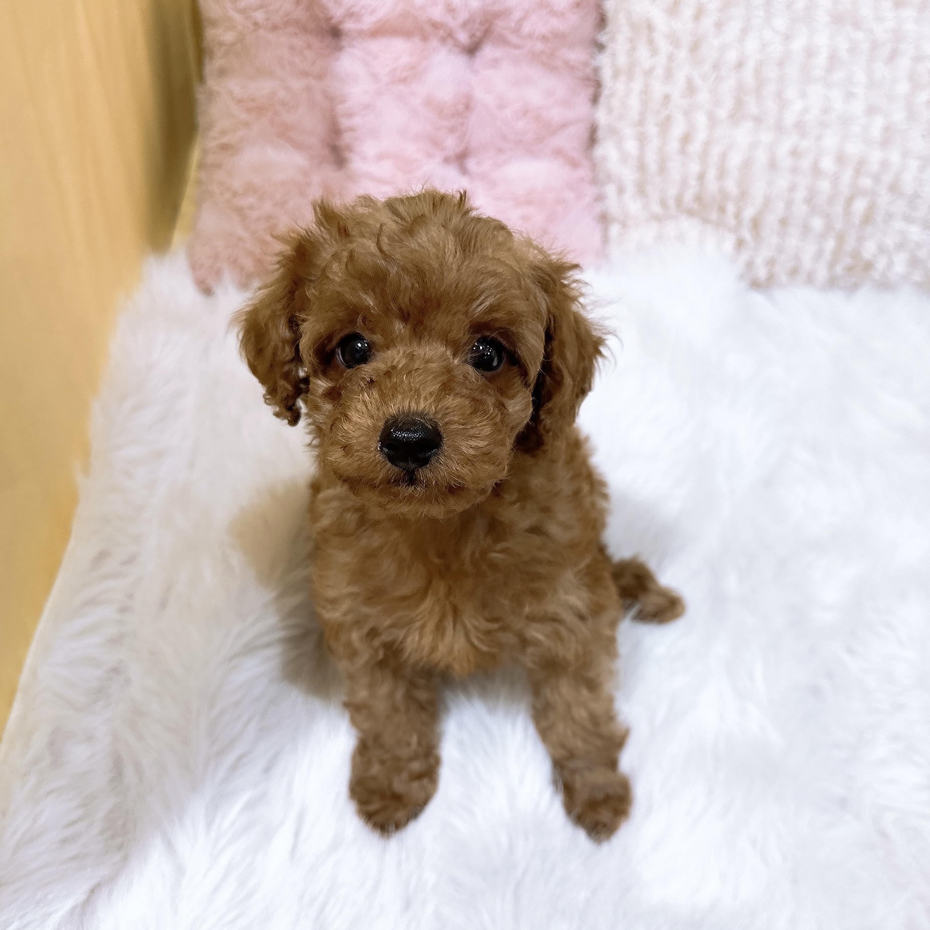 神奈川県のトイプードル(トイ) (犬の家＆猫の里元住吉ブレーメン通り店/2026年3月14日生まれ/男の子/レッド)の子犬の1枚目の画像