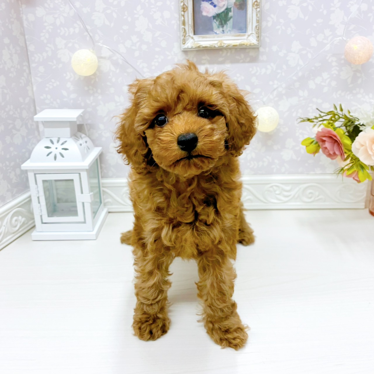 富山県のトイプードル(トイ) (犬の家＆猫の里アミーゴ山室店/2026年3月14日生まれ/女の子/レッド)の子犬の1枚目の画像