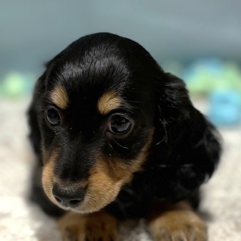 福岡県のミニチュアダックスフンド(ロング) (犬の家＆猫の里トリアス久山店/2026年3月14日生まれ/女の子/ブラックタン)の子犬の1枚目の画像