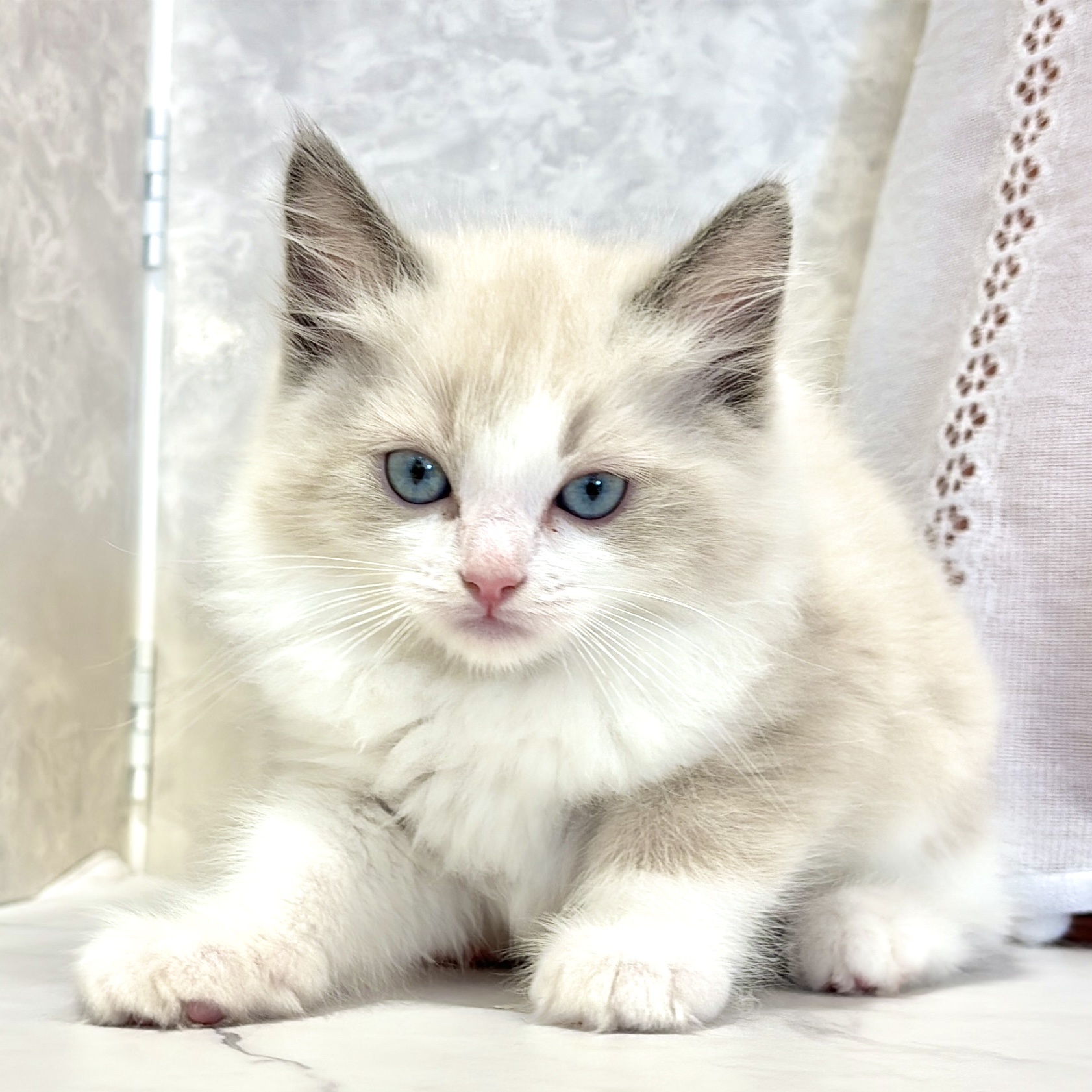 福岡県のラグドール (犬の家＆猫の里くりえいと宗像店/2026年3月14日生まれ/男の子/ブルーポイントバイカラー)の子猫の2枚目の画像