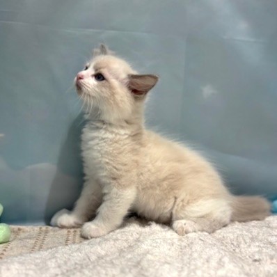 福岡県のラグドール (犬の家＆猫の里トリアス久山店/2026年3月16日生まれ/男の子/ブルーポイントバイカラー)の子猫の2枚目の画像