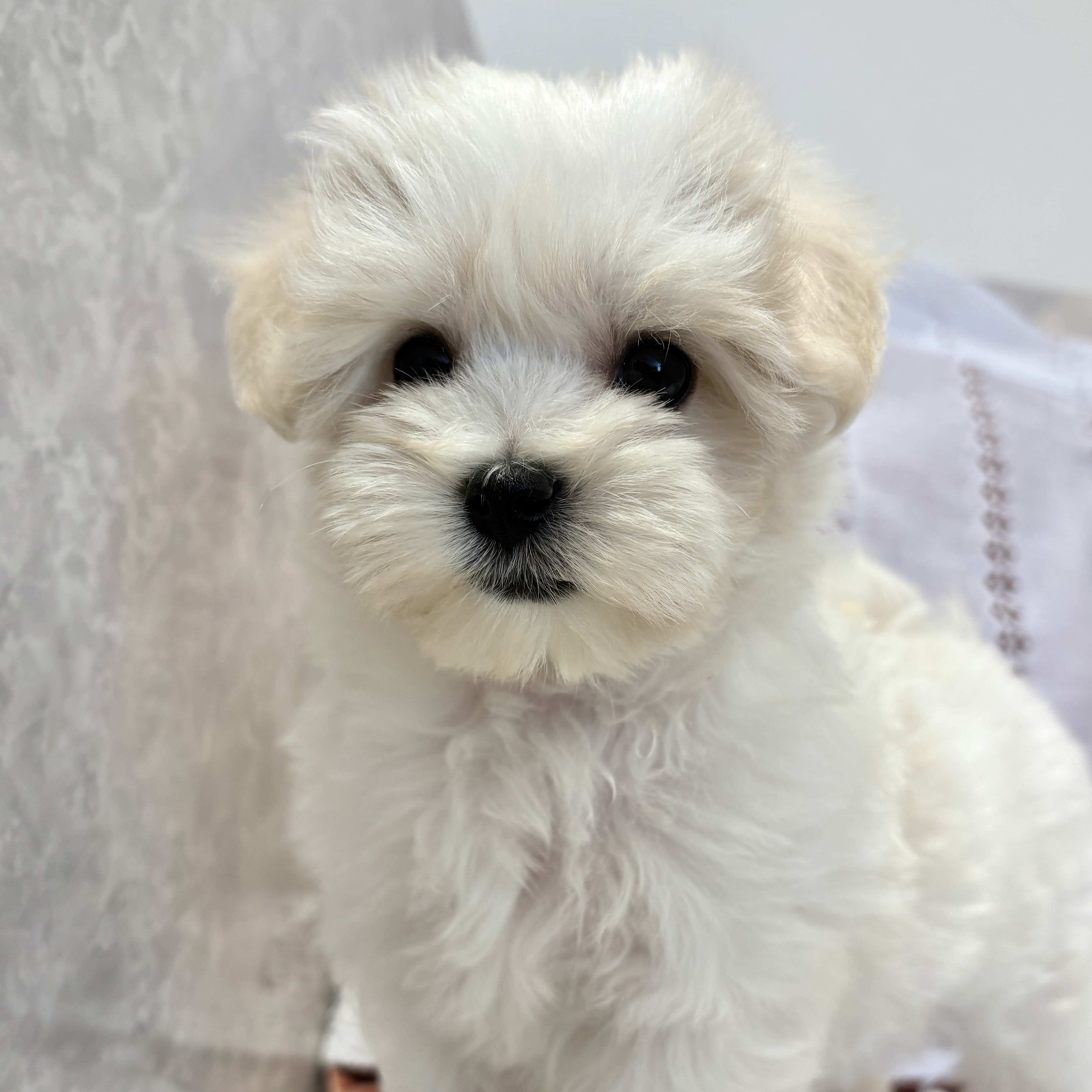 福岡県のマルプー(マルチーズ×プードル) (犬の家＆猫の里くりえいと宗像店/2026年3月14日生まれ/女の子/ホワイト)の子犬の2枚目の画像