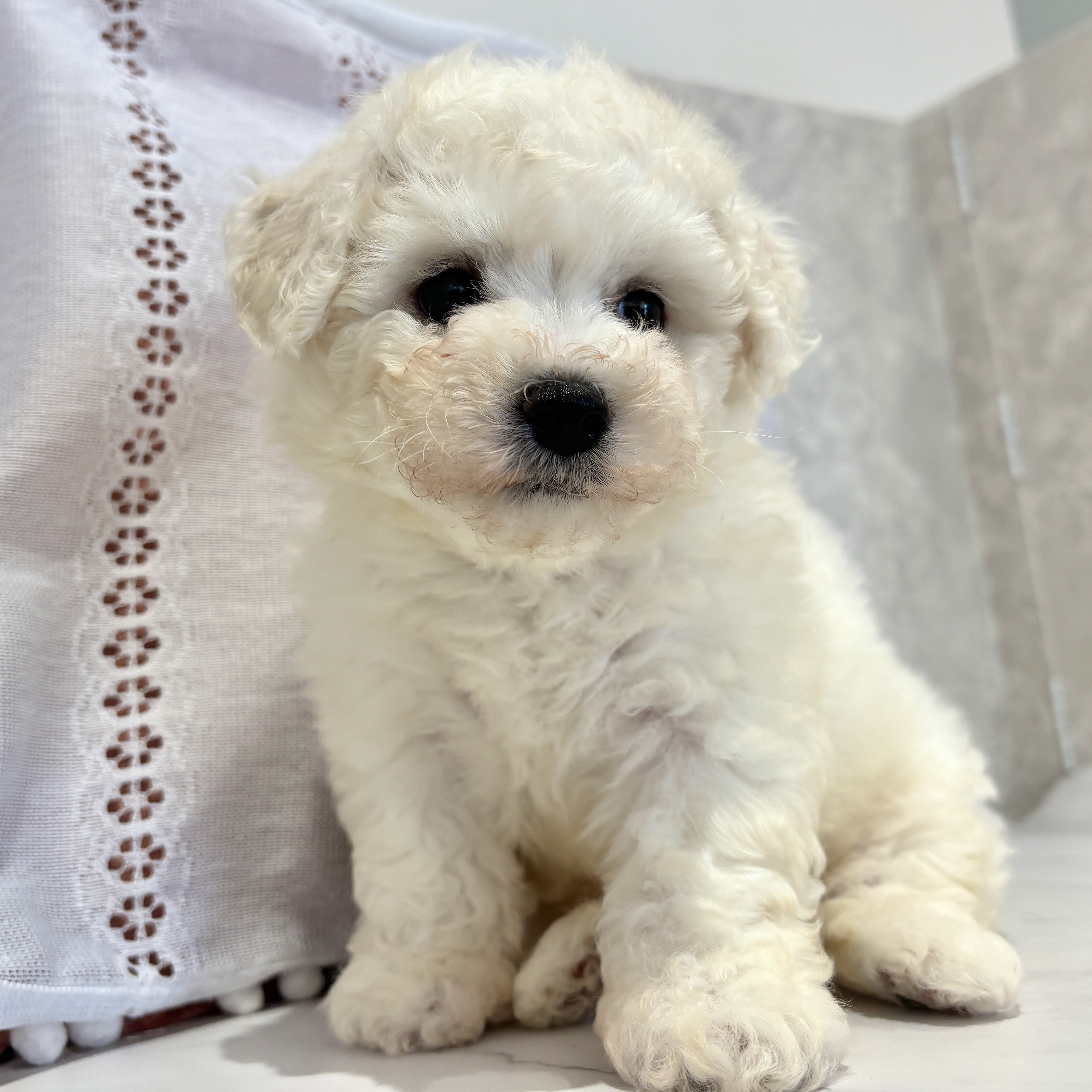 福岡県のビションフリーゼ (犬の家＆猫の里くりえいと宗像店/2026年3月15日生まれ/女の子/ホワイト)の子犬の2枚目の画像