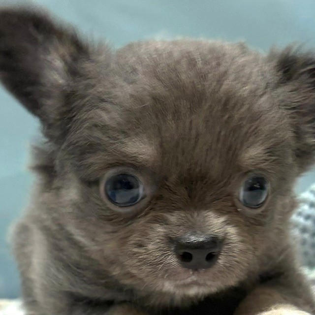 福岡県のチワワ(ロング) (犬の家＆猫の里トリアス久山店/2026年3月17日生まれ/男の子/ブルータンホワイト)の子犬の1枚目の画像