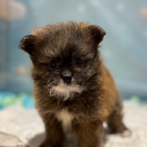 福岡県のポメプー(ポメラニアン×プードル) (犬の家＆猫の里トリアス久山店/2026年3月16日生まれ/男の子/オレンジ)の子犬の2枚目の画像
