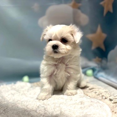 福岡県のマルチーズ (犬の家＆猫の里トリアス久山店/2026年3月16日生まれ/女の子/ホワイト)の子犬の2枚目の画像
