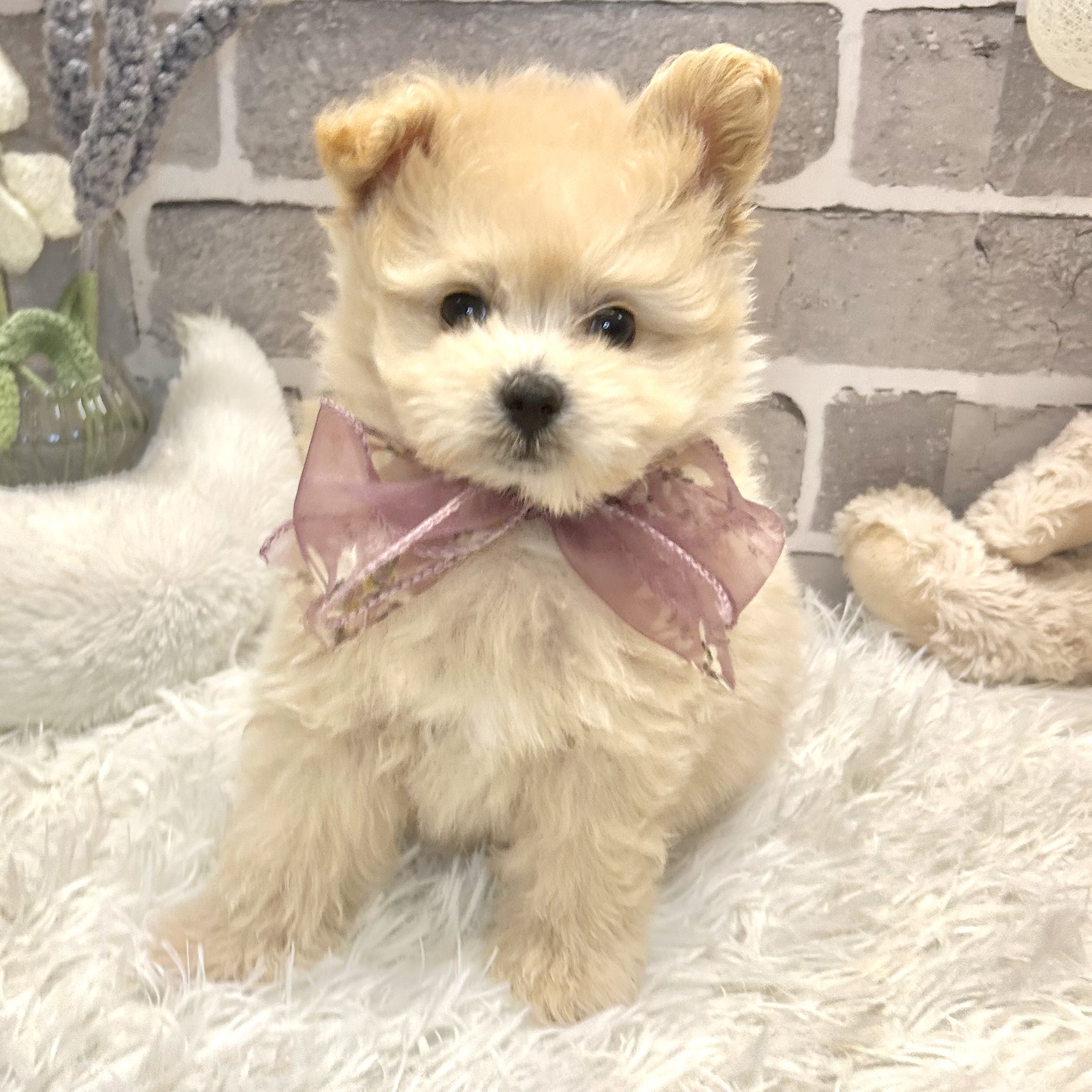 兵庫県のポメプー(ポメラニアン×プードル) (犬の家＆猫の里神戸店/2026年3月17日生まれ/男の子/アプリコットホワイト)の子犬の2枚目の画像